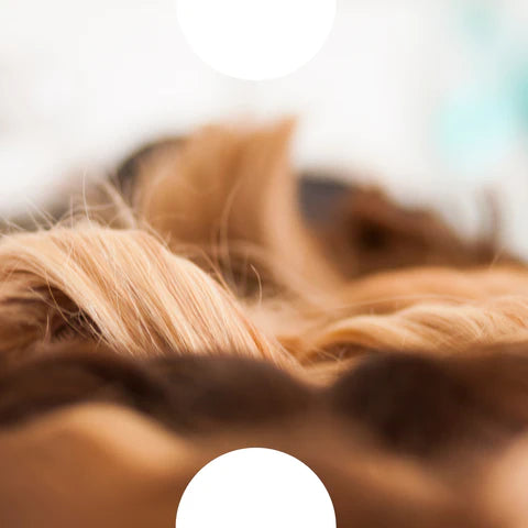 SHE Newsletter Volume 8 - SHE Bonds